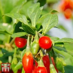 Goji Berry 'Sweet Lifeberry' -Green Haven Shop goji2