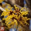 Hamamelis X Intermedia 'Pallida'