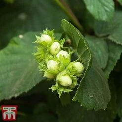 Truffle Tree - Hazel Kentish Cob -Green Haven Shop haze kent3