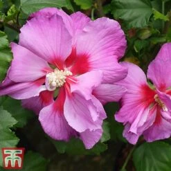 Hibiscus 'Walberton’s® Rose Moon' -Green Haven Shop hibi rose