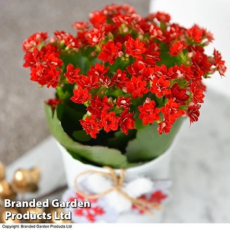 Christmas Kalanchoe - Gift 2 Christmas Kalanchoe - Gift - Image 2