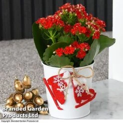 Christmas Kalanchoe - Gift 11 Christmas Kalanchoe - Gift -Green Haven Shop kali2
