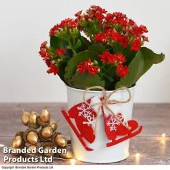 Christmas Kalanchoe - Gift