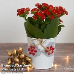Christmas Kalanchoe - Gift 9 Christmas Kalanchoe - Gift -Green Haven Shop kali4