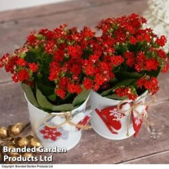 Christmas Kalanchoe - Gift 12 Christmas Kalanchoe - Gift -Green Haven Shop kali6