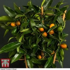 Kumquat - Citrus 6 Kumquat - Citrus -Green Haven Shop kumquat trellis3