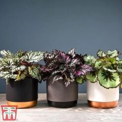 House Plant Urban Jungle Trio -Green Haven Shop mixed33