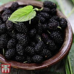 Mulberry 'Charlotte Russe' (Mojo Berry) -Green Haven Shop mulb