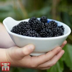 Mulberry 'Charlotte Russe' (Mojo Berry) -Green Haven Shop mulberry mojo 3