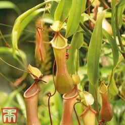 Nepenthes Alata -Green Haven Shop nepe