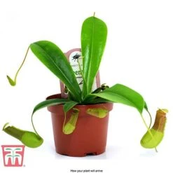 Nepenthes Alata -Green Haven Shop nepe arrival