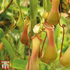 Nepenthes Alata -Green Haven Shop nepe21