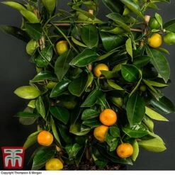 Calamondin Orange - Citrus -Green Haven Shop orange trellis3
