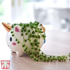 Senecio 'String Of Pearls' 8 Senecio 'String Of Pearls' -Green Haven Shop pearl1