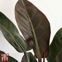 Philodendron 'Imperial Red' -Green Haven Shop phil31