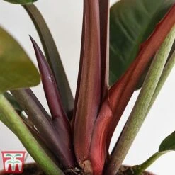 Philodendron 'Imperial Red' -Green Haven Shop phil4