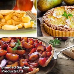 Mini Orchard Trio -Green Haven Shop pie2