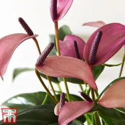 Anthurium Aqua In Sierglass -Green Haven Shop pink22