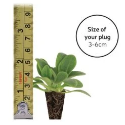 Gaillardia 'Mesa Bright Bicolour' -Green Haven Shop plugsize49