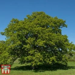 Truffle Tree - Oak 6 Truffle Tree - Oak -Green Haven Shop quer rob3