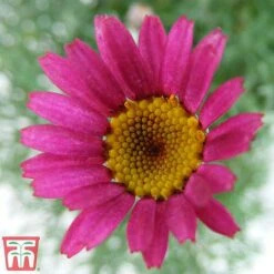 Rhodanthemum 'Marrakech' -Green Haven Shop rhod2