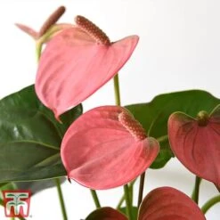 Anthurium Aqua Salmon In Sierglass -Green Haven Shop salmon21
