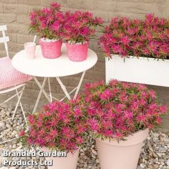 Azalea 'Starstyle Pink' -Green Haven Shop starpink7