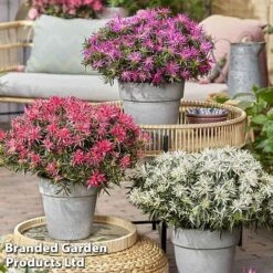 Azalea 'Starstyle Pink' -Green Haven Shop starstyle