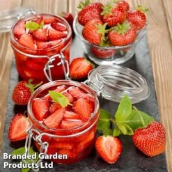 Nurserymans Choice Strawberry -Green Haven Shop strawberry3