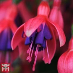 Fuchsia 'Tom Thumb' (Hardy) -Green Haven Shop tom