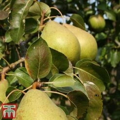 Apple & Pear Duo -Green Haven Shop tpear