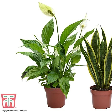 Wellbeing Collection 2 Wellbeing Collection - Image 2