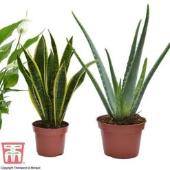 Wellbeing Collection 5 Wellbeing Collection -Green Haven Shop well3