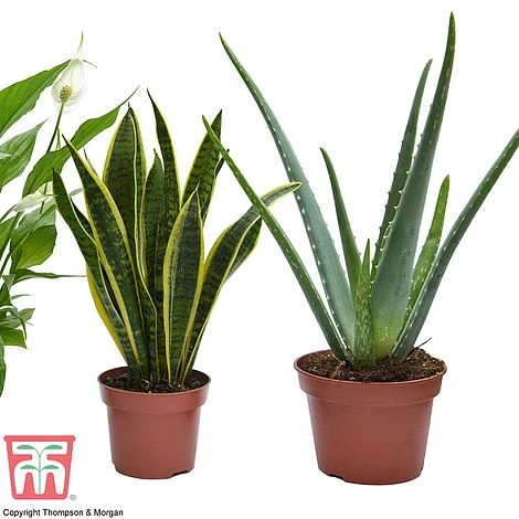 Wellbeing Collection 3 Wellbeing Collection - Image 3