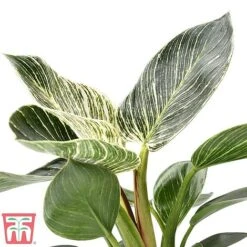 Philodendron 'White Measure' -Green Haven Shop white210