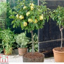 Fruit Tree Collection (Mini Fruit Tree) -Green Haven Shop z APPL T10395 A