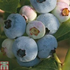 Blueberry 'Full Season Collection' -Green Haven Shop z BLUE CWW3179 A h
