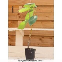 Cherry & Plum Duo (Mini Fruit Trees) -Green Haven Shop z CHER T10442 B h