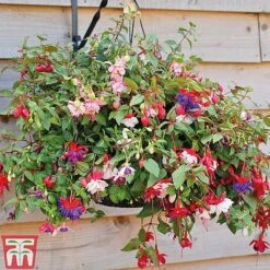 Fuchsia Trailing Pre-Planted Basket -Green Haven Shop z FUCH T51695 D