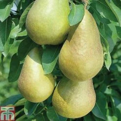 Fruit Tree Collection (Mini Fruit Tree) -Green Haven Shop z PEAR T42025 A h