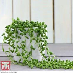 Hanging Houseplant Collection -Green Haven Shop z SENE tka8317 D