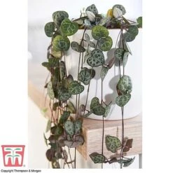 Hanging Houseplant Collection -Green Haven Shop z STRI KA8603 A
