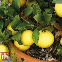 Mediterranean Fruit Collection -Green Haven Shop z citrus t10993 B
