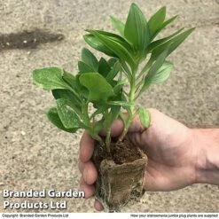 Alstroemeria Summer Trio -Green Haven Shop zalstro jumbo size17